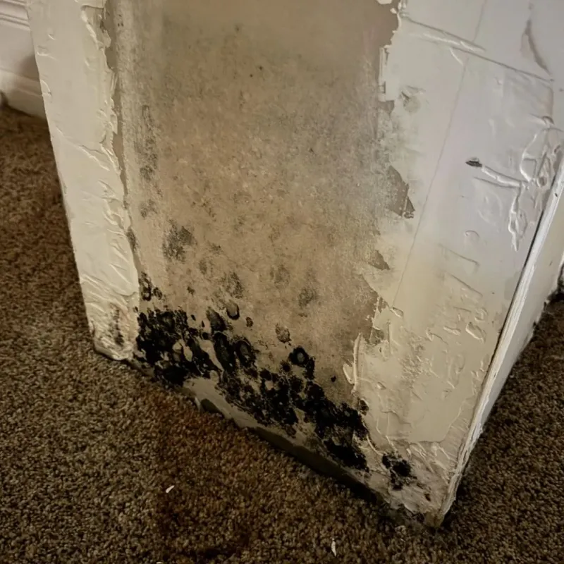 Professional Mold Removal in Groveland, FL